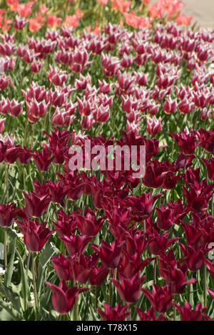 Bereich der bunte Tulpen in einer Reihe, unendlichen Feld der Tulpen in verschiedenen leuchtenden Farben im Frühling Stockfoto