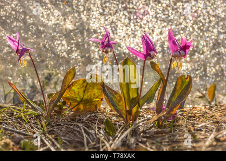 Erstaunlich floral background mit der ersten Frühling Burgund wilde Blumen der Erythronium sibiricum mit Regentropfen auf der Wiese close-up mit Sonne. Stockfoto