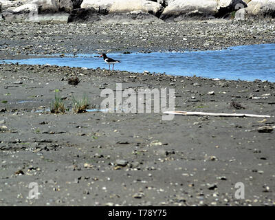 Der eurasischen Austernfischer (Haematopus ostralegus) auch die gemeinsame pied Austernfischer, oder paläarktis Austernfischer, oder (in Europa) nur Austernfischer, ist ein WADER in den austernfischer Vogelfamilie Haematopodidae bekannt. Es ist die am weitesten verbreitete Der Austernfischer, mit drei Rassen Zucht in Westeuropa, Zentral- Eurasia, Kamtschatka, China, und der westlichen Küste von Korea. Keine andere austernfischer tritt in diesem Bereich. Stockfoto