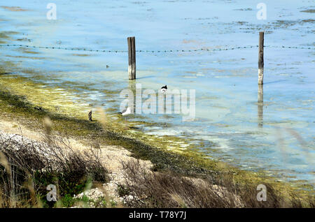 Der schwarze geflügelte Stelzenläufer (Himantopus himantopus) ist eine weit verbreitete sehr Hochbeinig wader in der Familie (Recurvirostridae). Der wissenschaftliche Name H. himantopus war früher in einem einzigen, fast kosmopolitischen Arten angewendet. Jetzt ist es in der Regel an die Form, die in Eurasien und Afrika weit verbreitet ist und die früher als Unterarten von Himantopus himantopus sensu Lato nominieren angewendet. Der wissenschaftliche Name Himantopus von Thong der griechischen Sinne trap Fuß' oder 'Fuß' kommt. Stockfoto