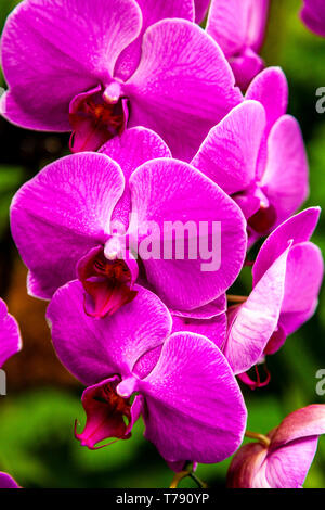 Die National Orchid Garden, das Singapore Botanic Gardens, Singapur, Südostasien Stockfoto