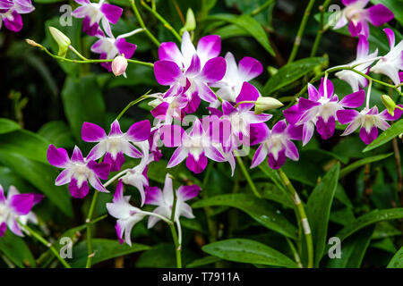 Die National Orchid Garden, das Singapore Botanic Gardens, Singapur, Südostasien Stockfoto