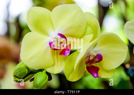 Die National Orchid Garden, das Singapore Botanic Gardens, Singapur, Südostasien Stockfoto