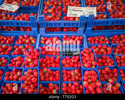 Saftige rote Erdbeeren im Kunststoff blau Boxen Angeboten auf dem Markt Stockfoto