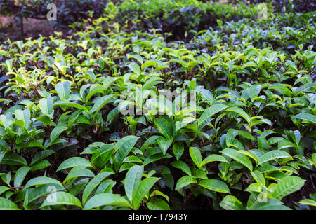 Jaflong, Sylhet, Bangladesh: Full Frame der frischen Teeblätter an Jaflong Tee Immobilien. Bangladesch ist der 12. größte Kaffee Hersteller in der Welt. Die indu Stockfoto