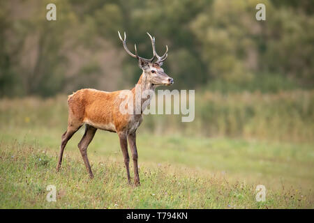 Junge Hirsche, Cervus elaphus, Hirsch im Sommer auf einer Wiese mit kurzen grünen Gras. Wildes Tier in der Natur. Stockfoto