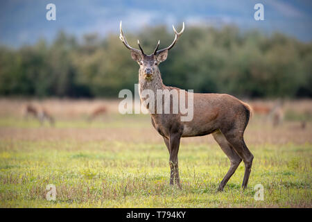 Junge Hirsche, Cervus elaphus, Hirsch im Herbst beobachtete mit Rest der Herde im Hintergrund. Wildes Tier in der Natur. Stockfoto