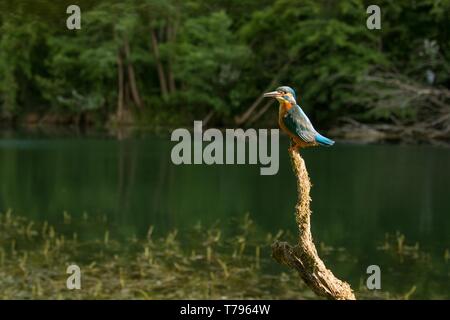 Weitwinkel von männlichen gemeinsame Eisvogel, alcedo atthis, sitzen auf einem Ast über Wasser in seiner natürlichen Umgebung. Wilde exotische bunter Vogel in der Natur l Stockfoto