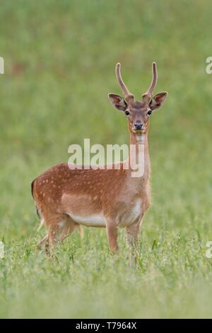 Junge Damwild, Dama Dama, Hirsch mit Geweih wächst in Velvet im Sommer mit grünen verschwommenen Hintergrund. Wild Spotted Deer in der Natur. Stockfoto