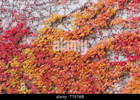 Rot, grün und orange Blätter von parthenocissus tricuspidata veitchii wächst an der Fassade eines biulding. Auch als Boston Efeu, grape Ivy, Japanisch Stockfoto