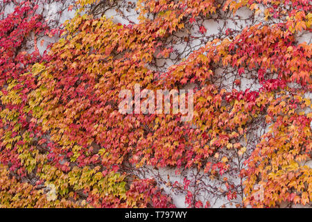 Rot, grün und orange Blätter von parthenocissus tricuspidata veitchii wächst an der Fassade eines biulding. Auch als Boston Efeu, grape Ivy, Japanisch Stockfoto