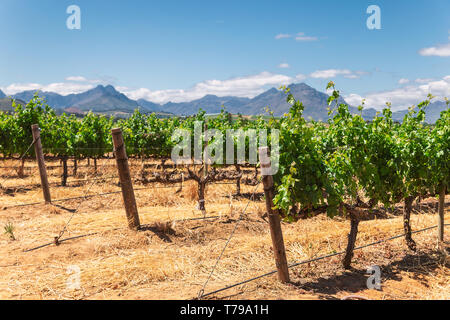 Weinberg und die Berge in Franschhoek Stadt in Südafrika Stockfoto