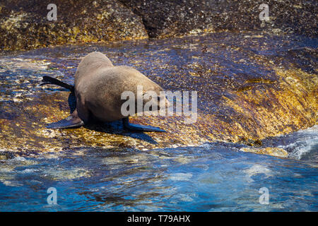 Dichtung auf einem Hout Bay Seal Island in Kapstadt, Südafrika Stockfoto