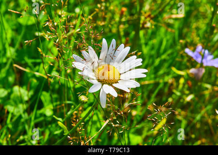 Leucanthemum vulgare, ox-eye Daisy, oxeye Daisy, Hund daisy Stockfoto