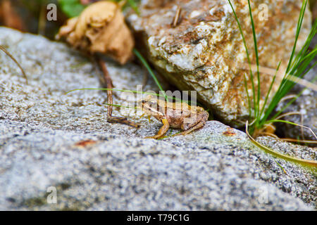 Rana dalmatina-braun Der kleine Frosch auf dem Felsen Stockfoto