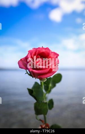 Nahaufnahme der roten Rose mit Strand und blauem Himmel Hintergrund Stockfoto