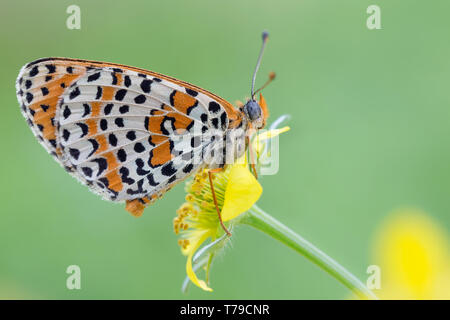 Die wunderbare Schreiadler fritillary (Melitaea trivia) Stockfoto