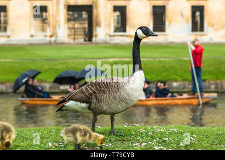 Kanadische Gans mit neu geborenen Babys gosling am Ufer des Flusses Cam mit Stochern gegenüber Wren Library von Cambridge, England, UK. Stockfoto