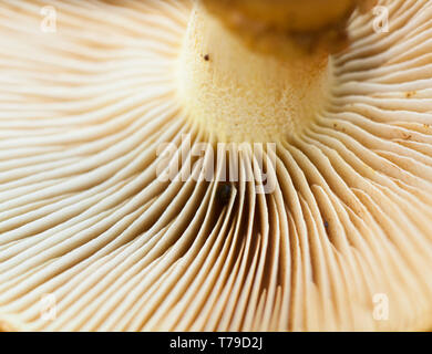 Nahaufnahme makro Bild des Wilden weissen Pilz ab Herbst Garten. Teile des Pilzes im Fokus und andere Teile sind verschwommen. Stockfoto