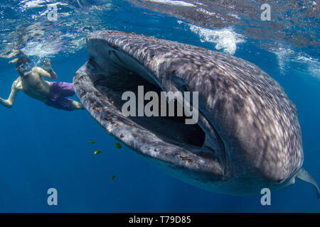 Touristische schnorcheln mit einem jugendlichen Walhai (Firma IPCON typus) Fütterung auf die Oberfläche in der Honda Bay, Puerto Princesa, Palawan, Philippinen. Stockfoto