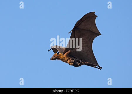 Indische Flying Fox (Pteropus giganteus) oder der größeren indischen Obst bat mit pup Fliegen Stockfoto