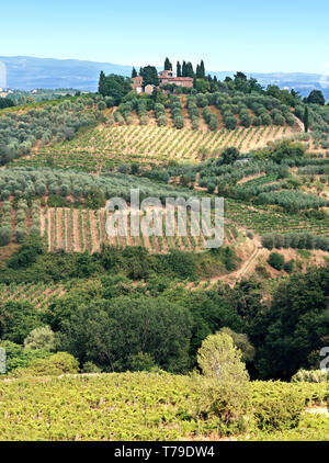 Toskana Landschaft mit Olivenbäumen bepflanzt, Weinberge und Zypressen. Italien. Stockfoto