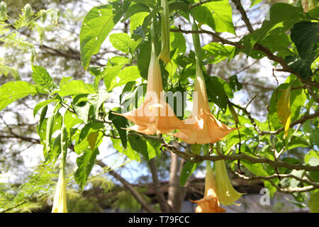 Schöne Trompete Blume Stockfoto