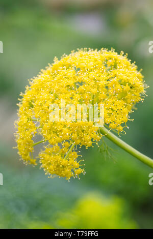 Ferula communis Blumen. Stockfoto