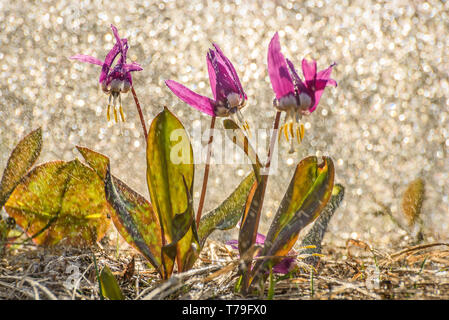 Erstaunliche erste Frühling Burgund wilde Blumen der Erythronium sibiricum mit Tropfen und Spuren von Regen in der Wiese close-up mit Sonne. Stockfoto