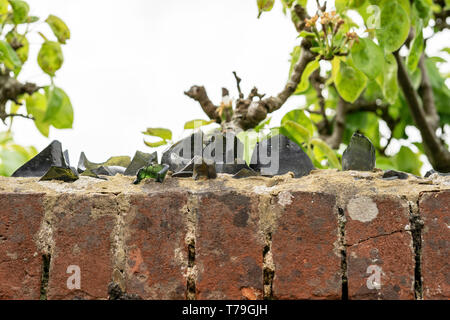 Zerbrochenes Glas in den oberen Bereich der Wand gesetzt Stockfoto