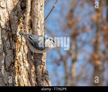 White-breasted Kleiber (Sitta carolinensis) Abstieg baum Kopf zuerst für die Ernährung im Winter in Michigan, USA. Stockfoto