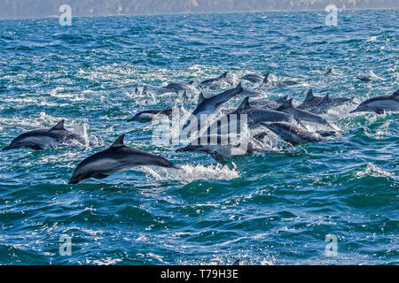 Gemeinsame Delfin (Delphinus delphis) superpod nähert sich das Boot für bowriding und Reiten die Wellen, Baja California Stockfoto