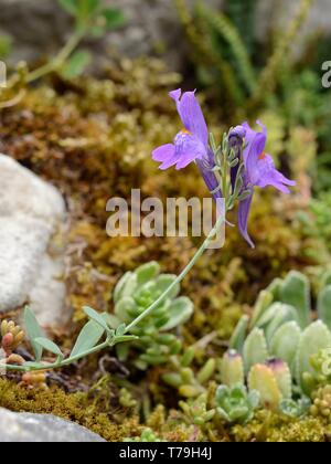 Alpine Toadflax (Linaria alpina filicaulis) Blühende an einem Berghang zwischen den Kalkfelsen, Covadonga, Picos de Europa, Asturien, Spanien, August. Stockfoto