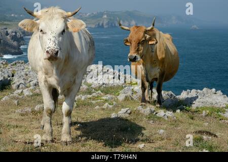 Asturische Berg Rinder (Bos taurus) auf einer Klippe gelegene Wiese mit Atlantik im Hintergrund, in der Nähe von Palma, Asturien, Spanien, August. Stockfoto