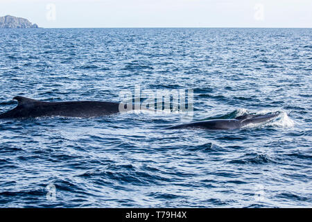 Finnwale (Balaenoptera physalus), auch bekannt als Finback whale, Mutter und Kalb, Oberflächenbehandlung, Meer von Cortex, Mexiko Stockfoto