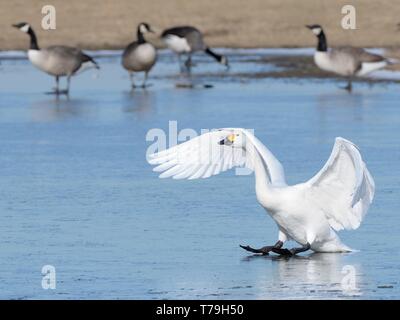 Bewick's Swan (Cygnus columbiana bewickii) gleiten auf Eis nach der Landung auf einem gefrorenen Marschland Pool mit Kanadagänse (Branta canadensis) in den hinterg Stockfoto