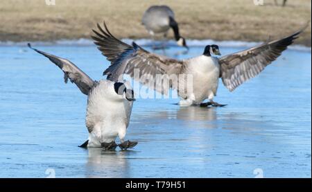 Kanadagans (Branta canadensis) Paar gleiten auf Eis wie Sie landen auf einem gefrorenen Marschland Pool, Gloucestershire, UK, Februar. Stockfoto