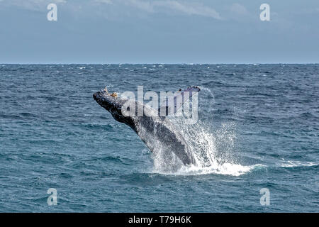 Eine freundliche Buckelwal (Megaptera novaeangliae) Kalb Bruch in ihrem Winter Futterplatz in Baja California Stockfoto