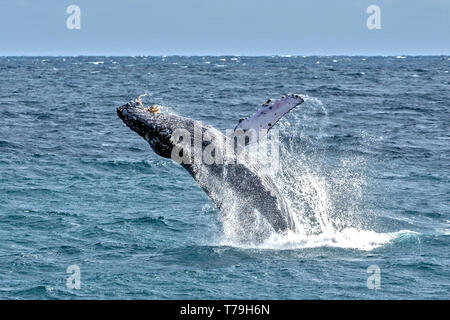 Eine freundliche Buckelwal (Megaptera novaeangliae) Kalb Bruch in ihrem Winter Futterplatz in Baja California Stockfoto