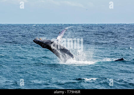 Eine freundliche Buckelwal (Megaptera novaeangliae) Kalb Bruch in ihrem Winter Futterplatz in Baja California Stockfoto