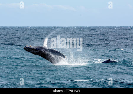 Eine freundliche Buckelwal (Megaptera novaeangliae) Kalb Bruch in ihrem Winter Futterplatz in Baja California Stockfoto