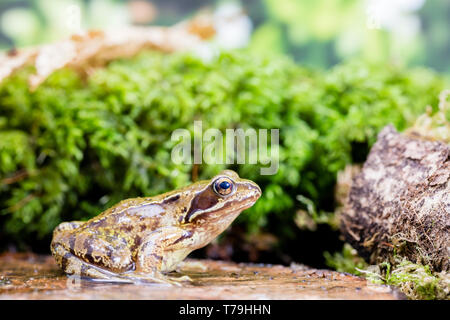 Grasfrosch in Wales im Frühling, fotografiert in einer kontrollierten Umgebung und dann wieder auf, wo es gefunden wurde. Stockfoto