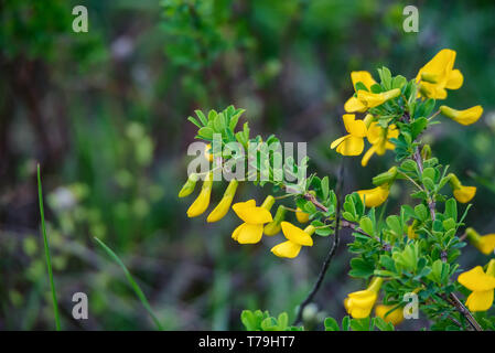 Grüner Strauch von genista mit gelben Blumen Stockfoto