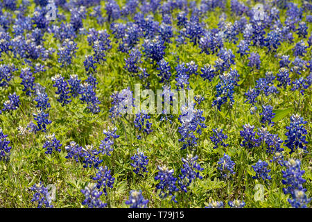 Texas bluebonnets Wachsen in Ennis Stockfoto