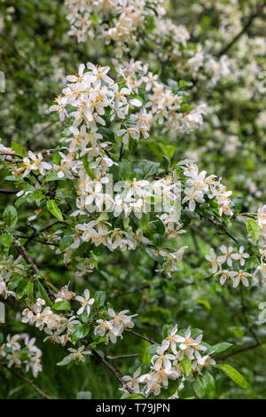 Malus sieboldii - Toringo Krabbenapfel blühend in einem englischen Garten, England, UK Stockfoto