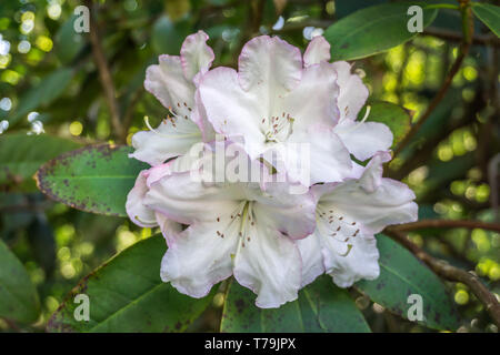 Eine Nahaufnahme der weißen Rhododendron Blüten. Stockfoto