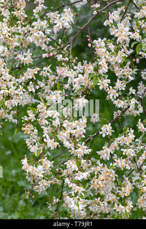 Malus sieboldii - Toringo Krabbenapfel blühend in einem englischen Garten, England, UK Stockfoto