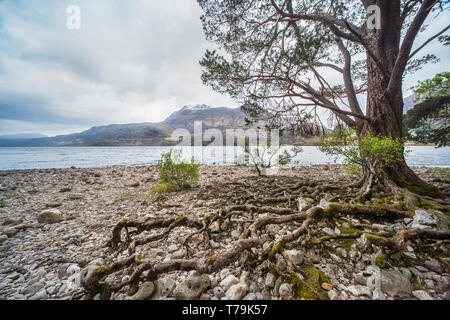 Baumwurzeln wachsen am Rande des Loch Maree Schottland Stockfoto