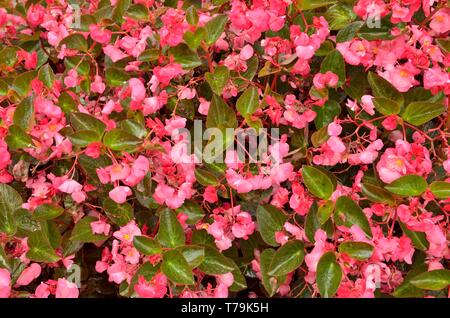 Hintergrund des lebhaften rosa Blumen im Garten von Bergamo, Italien. Stockfoto
