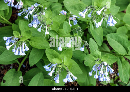 Berg Bluebell, Mertensia ciliata Stockfoto